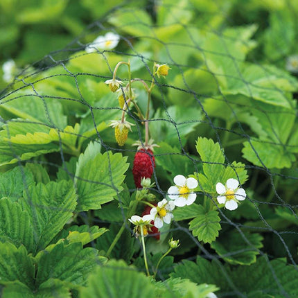 Filet de jardin SOGO 2x5 - Protection contre les oiseaux et les nuisibles