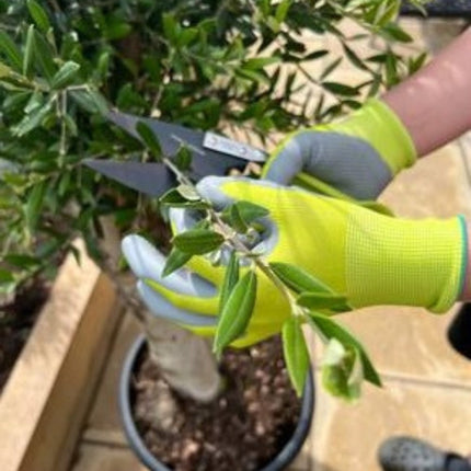 Tuinhandschoenen bij snoeien van olijfboom